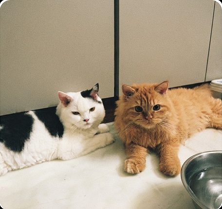 Two cats resting side by side